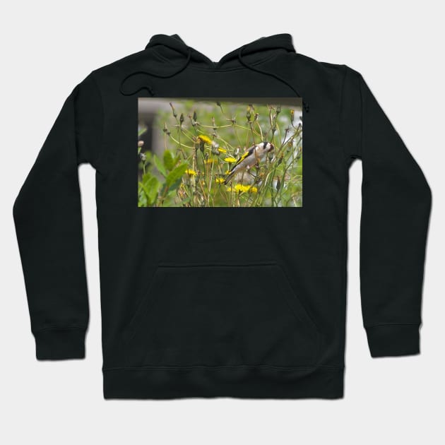 Chardonneret élégant Hoodie by rollier